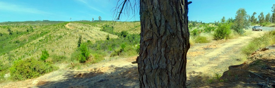 BOSQUES_COSTEROS